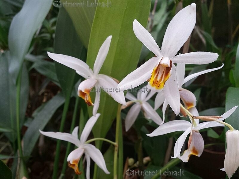 Coelogyne huettneriana