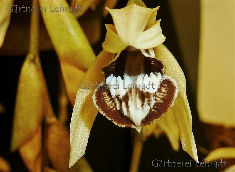 Coelogyne pulverula Syn. dayana