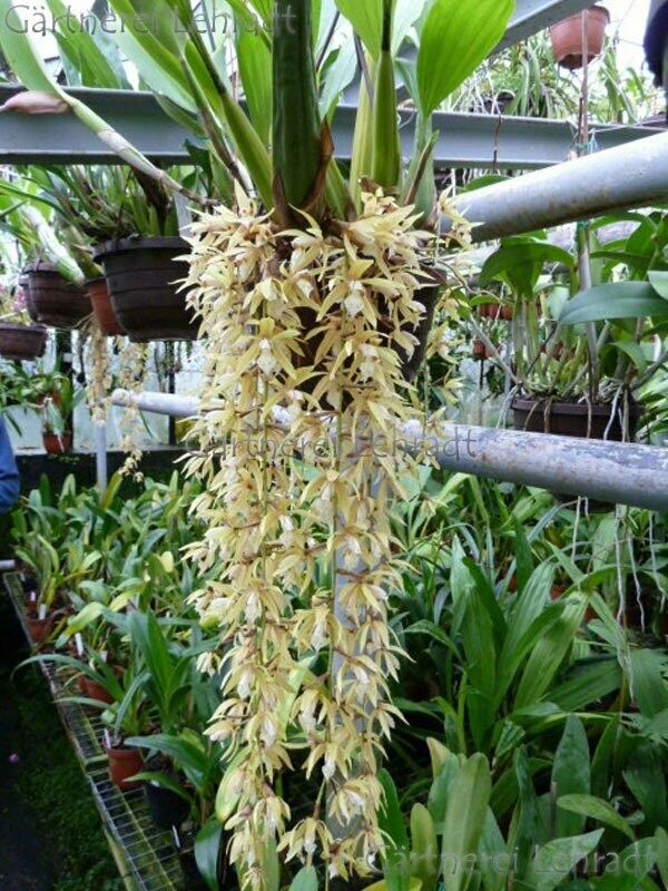 Coelogyne rochussenii