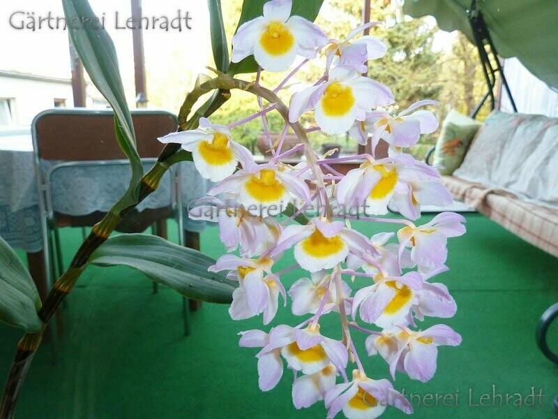 Dendrobium amabile (Schaupflanze) Dendrobium amabile (Schaupflanze)