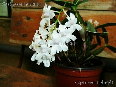 Dendrobium abberans