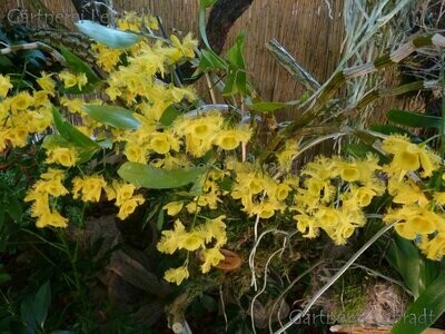 Dendrobium harveyanum Dendrobium harveyanum