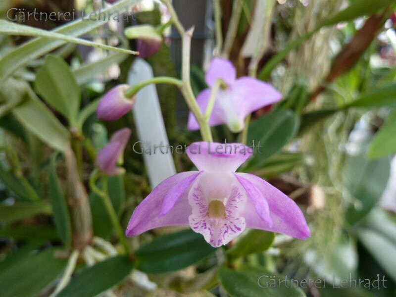 Dendrobium kingianum Dendrobium kingianum