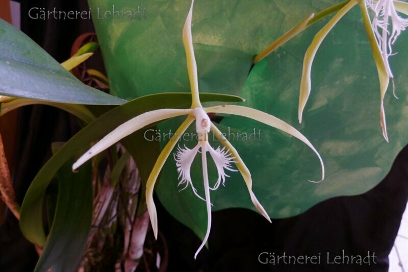 Epidendrum ciliare