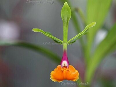 Epidendrum pseudoepidendrum