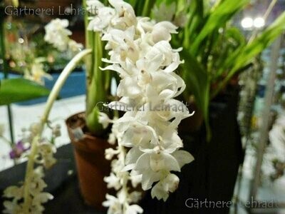 Eria hyacinthoides