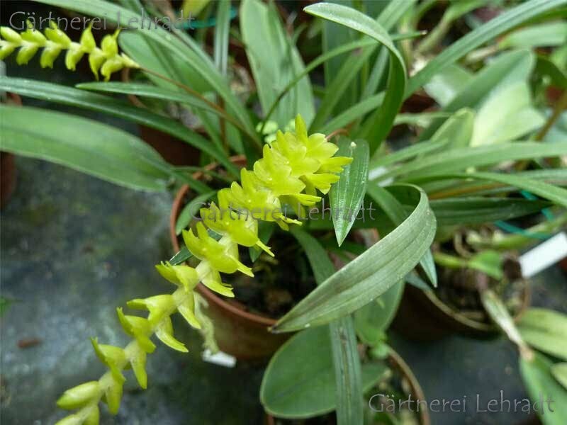 Dendrochilum sumatranum