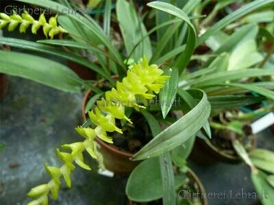 Dendrochilum sumatranum