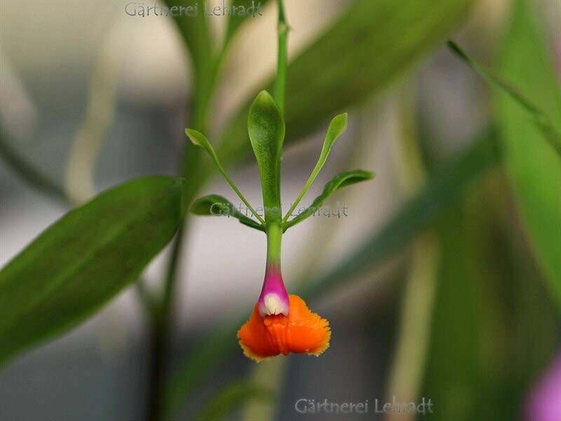 Epidendrum pseudoepidendrum