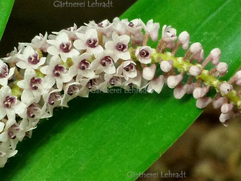 Eria floribunda