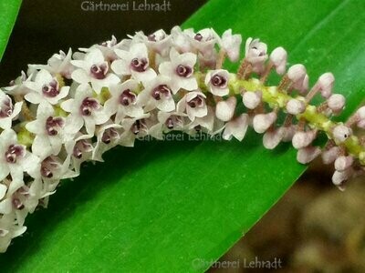Eria floribunda