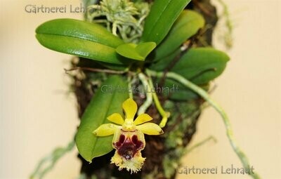 Haraella retrocalla Haraella retrocalla