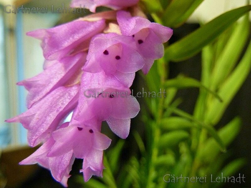 Isochilus linearis