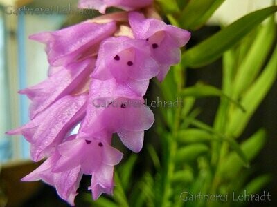 Isochilus linearis