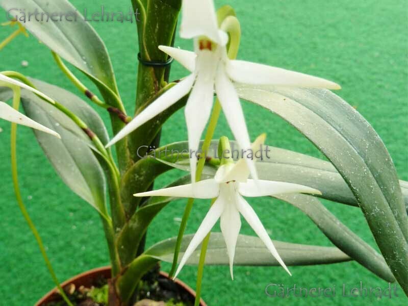 Jumellea arborescens Jumellea arborescens