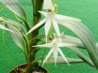 Jumellea arborescens Jumellea arborescens