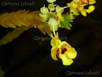 Lockhartia lunifera
