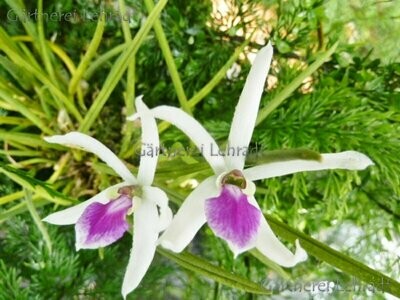 Leptotes bicolor