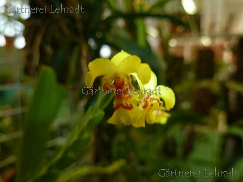 Lockhartia oerstedii (L) Lockhartia oerstedii (L)