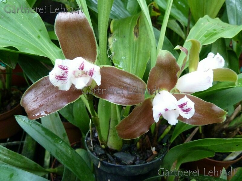 Lycaste macrophylla Lycaste macrophylla