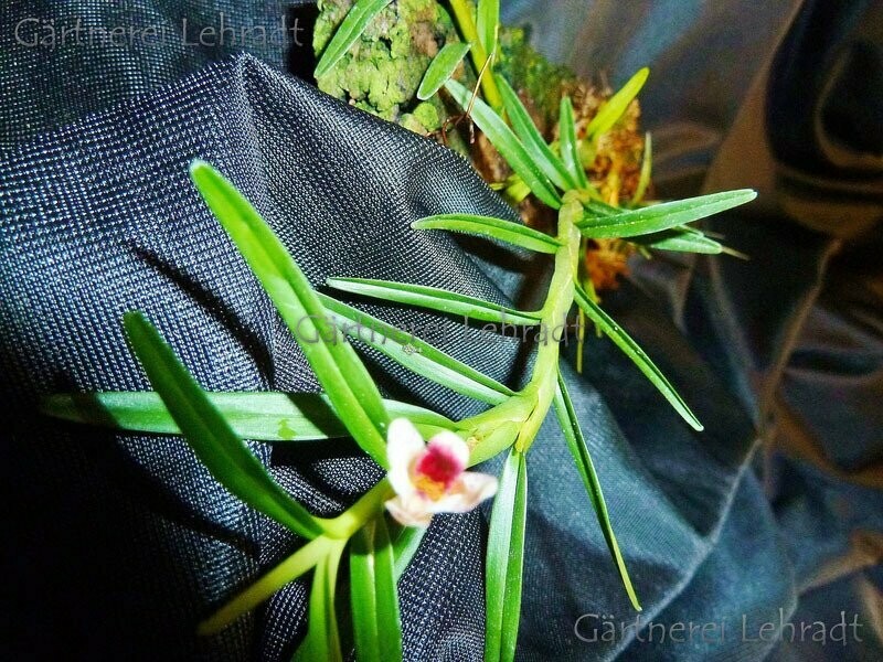 Maxillaria spilotantha
