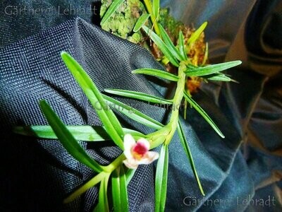 Maxillaria spilotantha