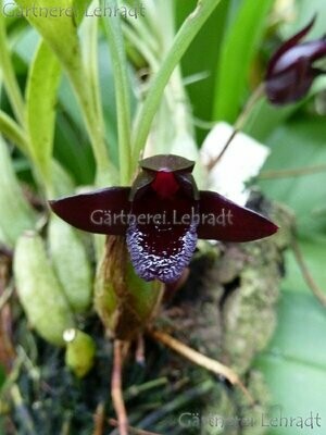 Maxillaria schunkeana
