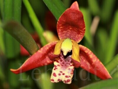Maxillaria tenuifolia