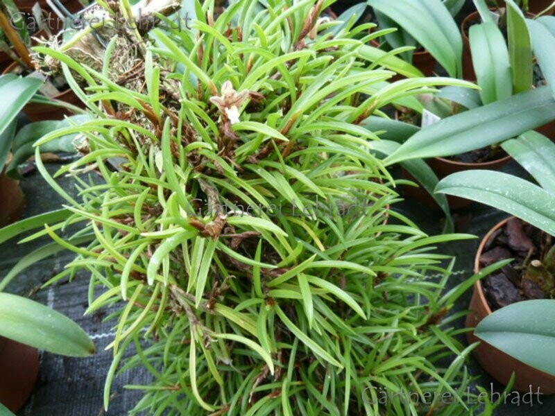 Maxillaria uncata