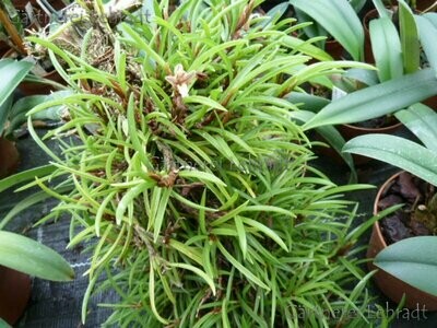 Maxillaria uncata
