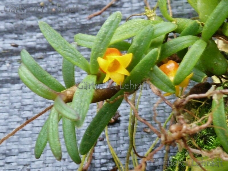 Mediocalcar decoratum