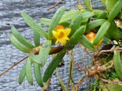 Mediocalcar decoratum