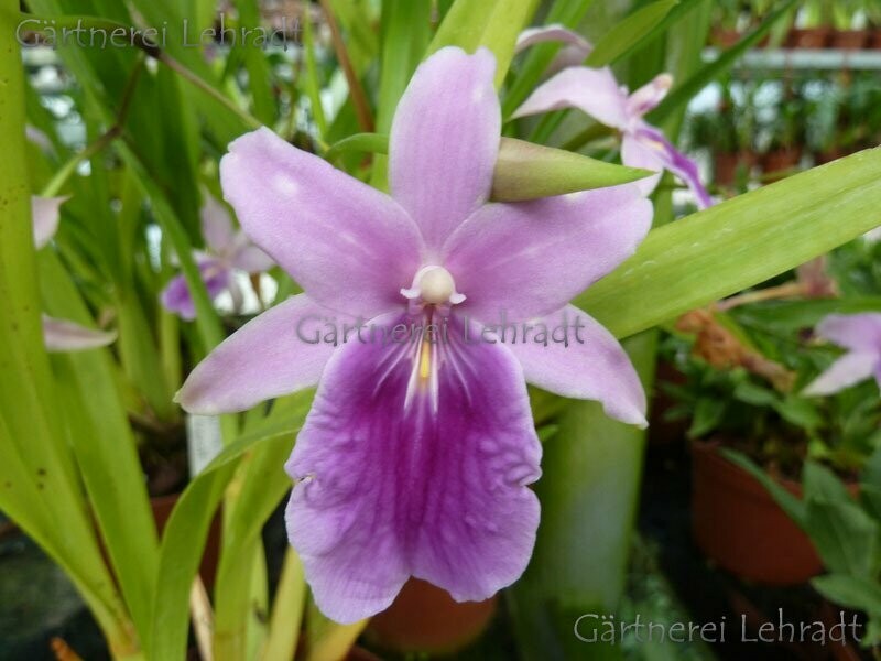 Miltonia regnellii