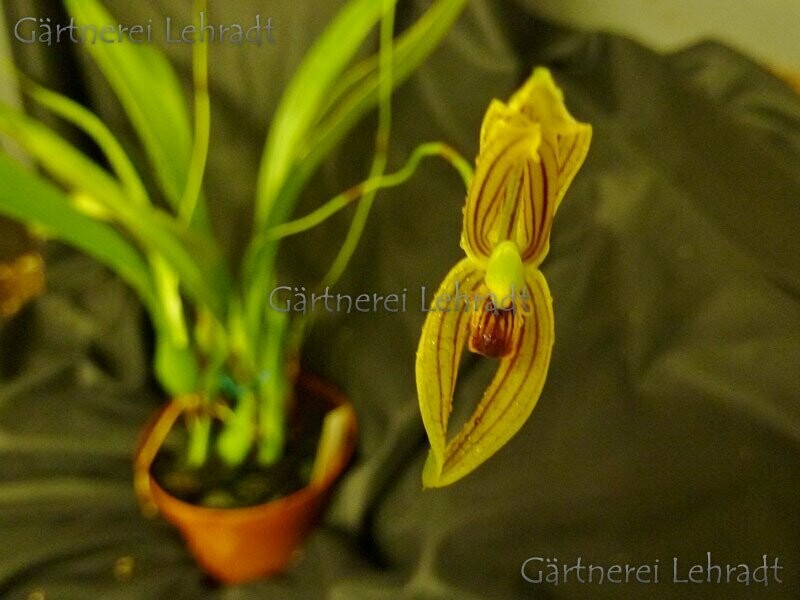 Mormolyca ringens