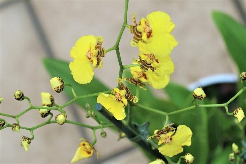 Oncidium flexuosum