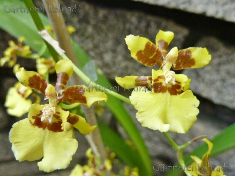 Oncidium sphacelatum