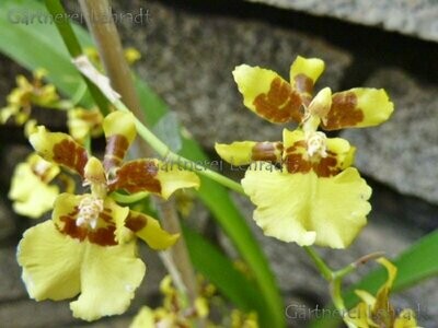 Oncidium sphacelatum