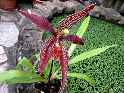 Paphinia neudeckeri Paphinia neudeckeri