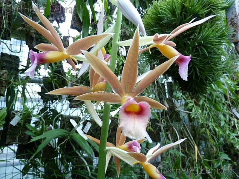 Phaius tankervilleae Phaius tankervilleae