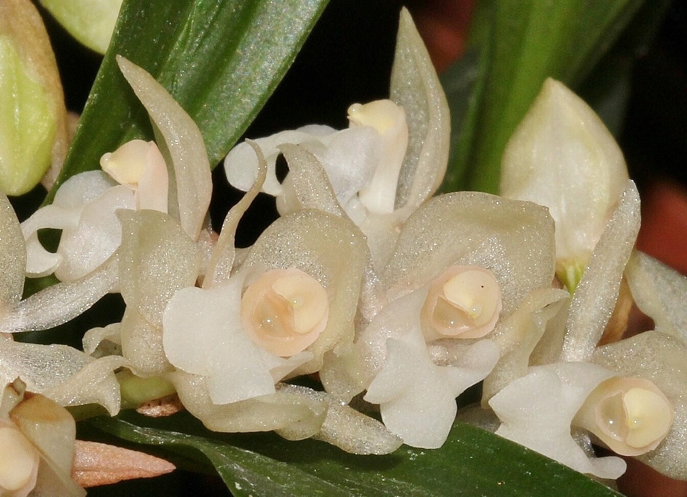 Pholidota chinensis