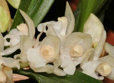 Pholidota chinensis