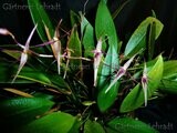 Pleurothallis loranthophylla