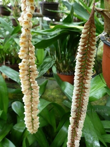 Pholidota imbricata