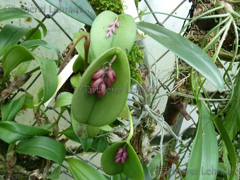 Pleurothallis prolifera