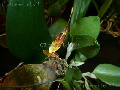 Restrepia brachypus