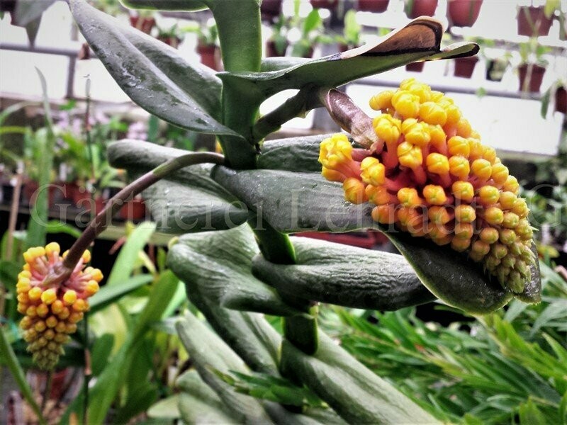 Robiquetia cerina 'yellow'
