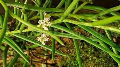 Schoenorchis micrantha