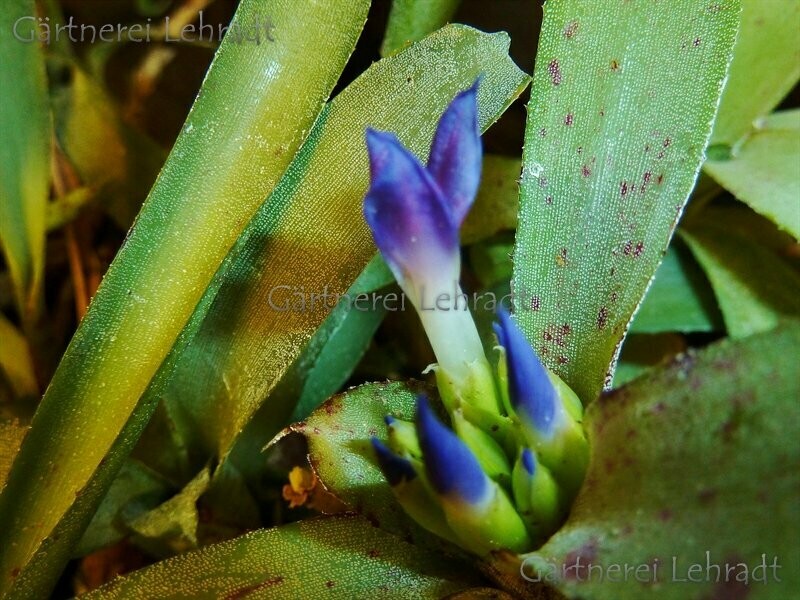 Neoregelia lilliputiana