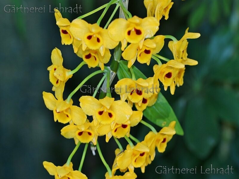 Dendrobium chrysanthum Dendrobium chrysanthum