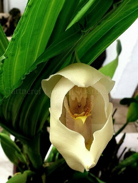 Anguloa uniflora